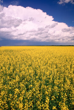 Canola Field and Thunder Clouds, Southwest of Hanley, Saskatchewan, Canada