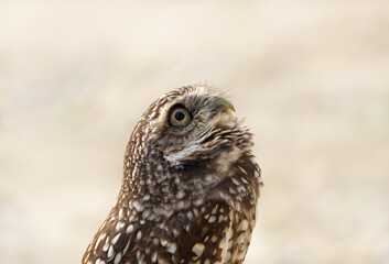 Burrowing owl side view portait