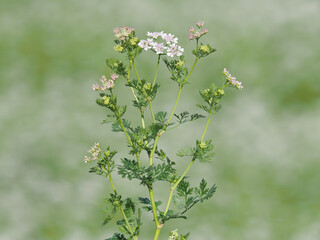 Blooming plant of coriander on a field crop in summer