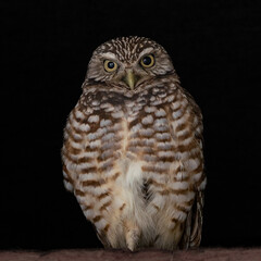 burrowing owl with black background