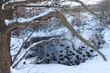 Ducks on the small pound at winter day