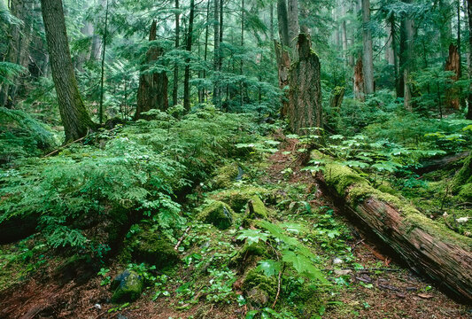 Coastal Rainforest, Garibaldi Park, British Columbia, Canada