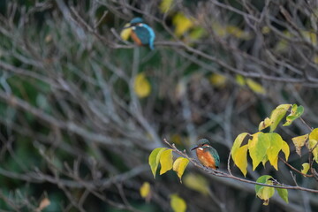 Obraz na płótnie Canvas kingfisher in a forest