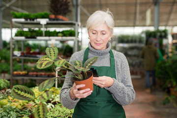 Aged female worker of garden center barcoding potted plants using mobile app on her smartphone....