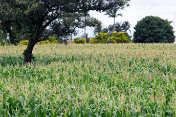 Wide view of corn plantation cultivation in rural area of ​​Sao Paulo state, Brazil