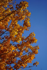 autumn leaves against blue sky