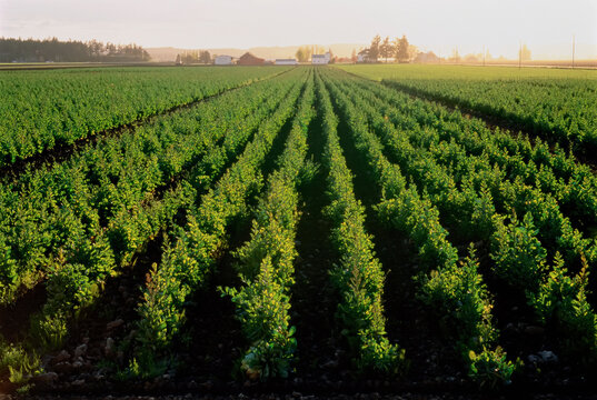 Field Crop Skagit Valley near Mount Vernon Washington, USA