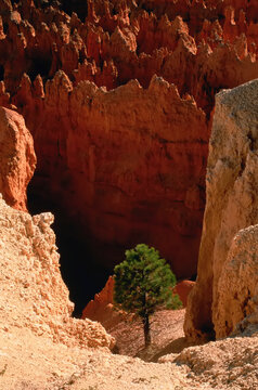 Lone Pine Tree, Sunset Point Bryce Canyon National Park Utah, USA