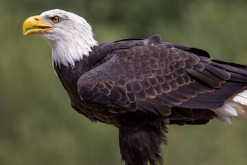 Close-up Vancouver Island Bald Eagle