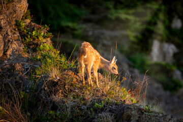 Fototapeta na wymiar baby fawn wild deer in golden light