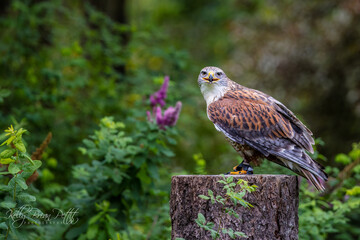 Beautiful hawk pirched on stump with lush forest