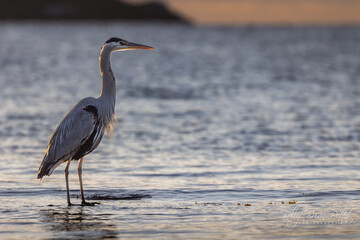 Great blue heron at Pipers Lagoon in Nanaimo