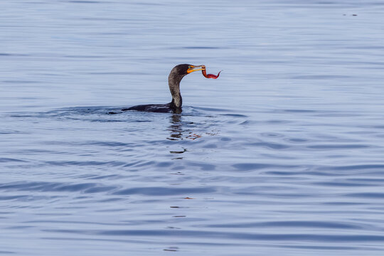 Commorant catching a fish in the sea