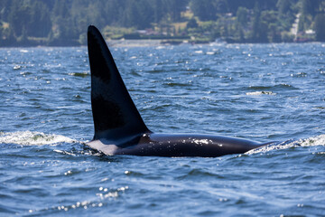 Fototapeta premium Killer Whale near islands