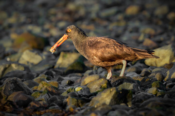 wild oyster catcher with food