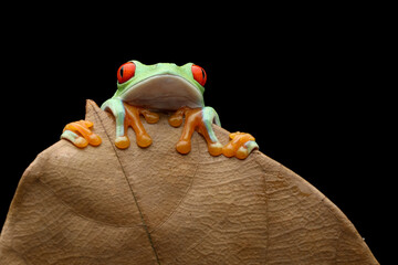 Red-eyed Tree Frog (Agalychnis callidryas) on brown leaf.