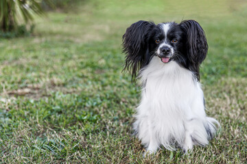 Close-up portrait of a dog in the park