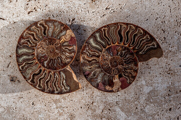 Spiral ammonite nautilus fossils photographed on stone slab. 