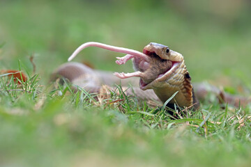 Naklejka na ściany i meble The Cobra (Ophiophagus hannah) is eating a rat as food chain process.