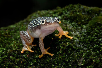 Starry Night Reed Frog (Heterixalus alboguttatus) endemic to Madagascar is perching on mossy wood.