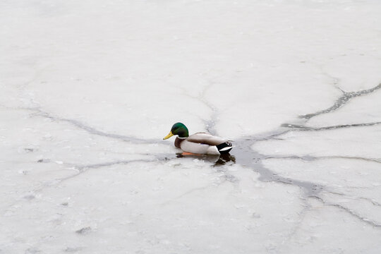 Duck on Frozen Pond, Jericho Beach Park, Vancouver, British Columbia, Canada