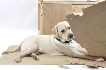 labrador retriever puppy