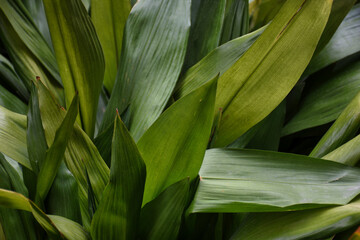 fresh green leaves of Aspidistra elatior Variegata plant In the garden