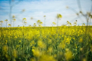 Field of colza rapeseed yellow flowers and blue sky, Ukrainian flag colors
