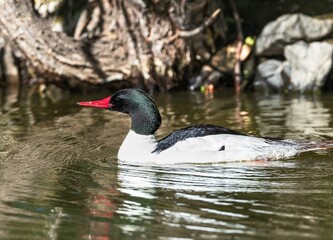 A Common Merganser drake swimming in a pond, with a bright, beautifully red bill during its breeding season.