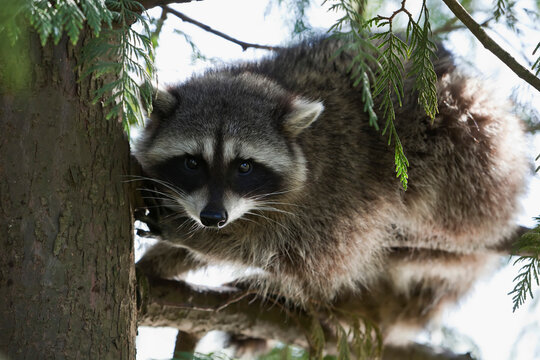 Raccoon in Stanley Park, Vancouver, British Columbia, Canada