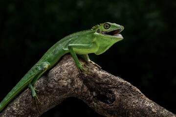 Bronchocela hayeki, the Sumatra Bloodsucker, is a species of lizard endemic to Indonesia.