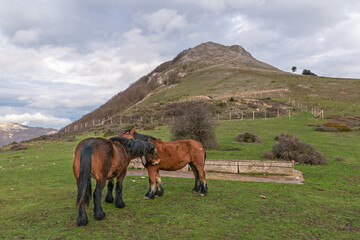 Horses grooming themselves in the bush in freedom