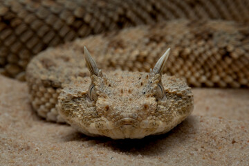 Cerastes cerastes snake commonly known as the Saharan Horned Viper or the Desert Horned Viper.