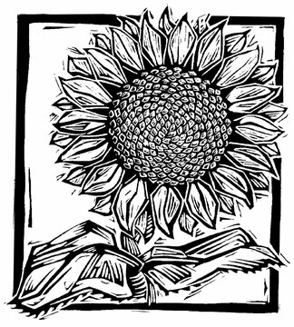 Illustration of Sunflower