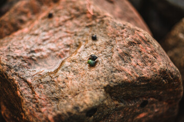 Some beautiful small shells on a rock in Norway with a bokeh