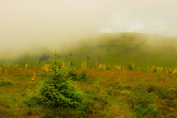 mountains in a magical fog in the Black Forest, Germany, mystical landscape under the fog, the fog...