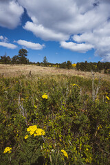 Bright yellow tansy in a golden alpine meadow in the fall