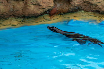 seal in the water in zoo Lanzarote