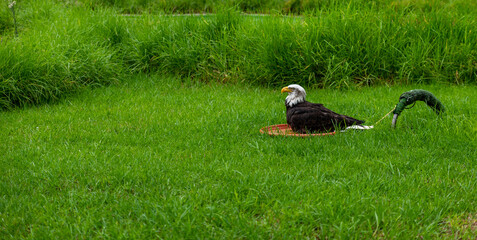 eagle on the grass