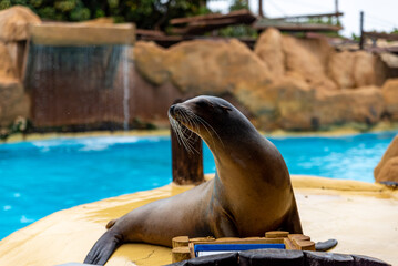 Fototapeta premium Seal in zoo