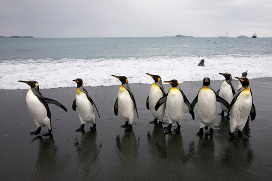 King Penguins on Beach, South Georgia Island, Antarctica