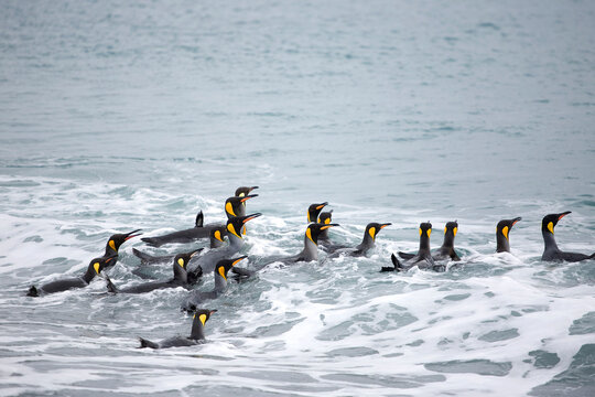 King Penguins in Surf, South Georgia Island, Antarctica