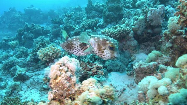 Blowfish or puffer fish swimming in a coral reef