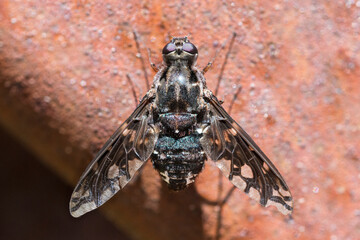 Dorsal view of Tiger Bee Fly (Xenox Tigrinus)