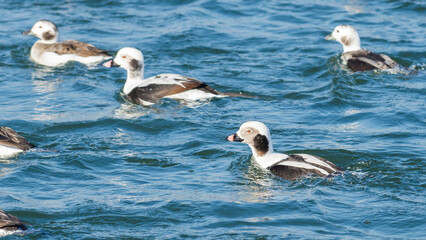 Selective focus on nonbreeding male long-tailed duck (Clangula Hyemalis) in Toronto, Canada