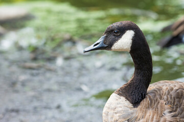 Selective focus on canada goose head, Branta canadensis