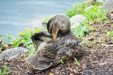 Female mallard duck (Anas Platyrhynchos) preening