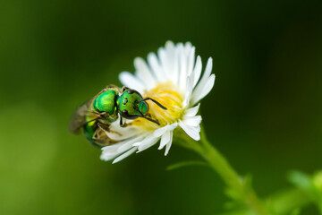 Pure Green Sweat Bee on a flower, Augochlora Pura