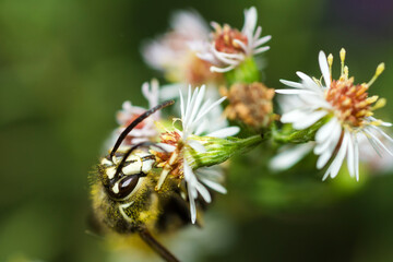 Bald-faced Hornet (Dolichovespula Maculata) on a flower head