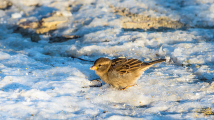 Female house sparrow (Passer Domesticus) on snow